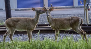 Deer Wedding